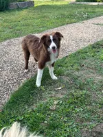 Red tri male, a male Miniature Australian Shepherd for sale in Jacksonville, FL – Photo 2 of 2