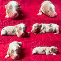Toy Red Merle male, a male Toy Australian Shepherd for sale in Jacksonville, FL – 4 of 6