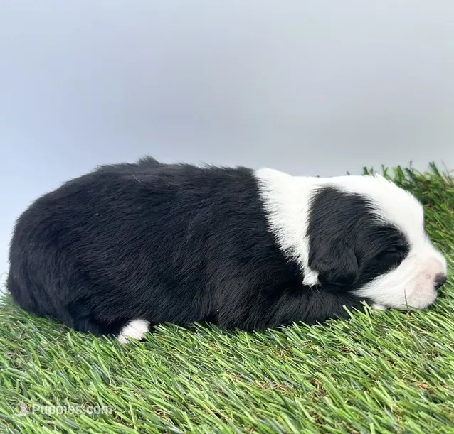 Black tri male – Miniature Australian Shepherd puppy for sale in Jacksonville, FL