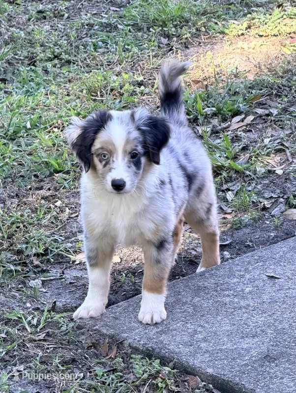 Blue Merle male – Miniature Australian Shepherd puppy for sale in Jacksonville, FL