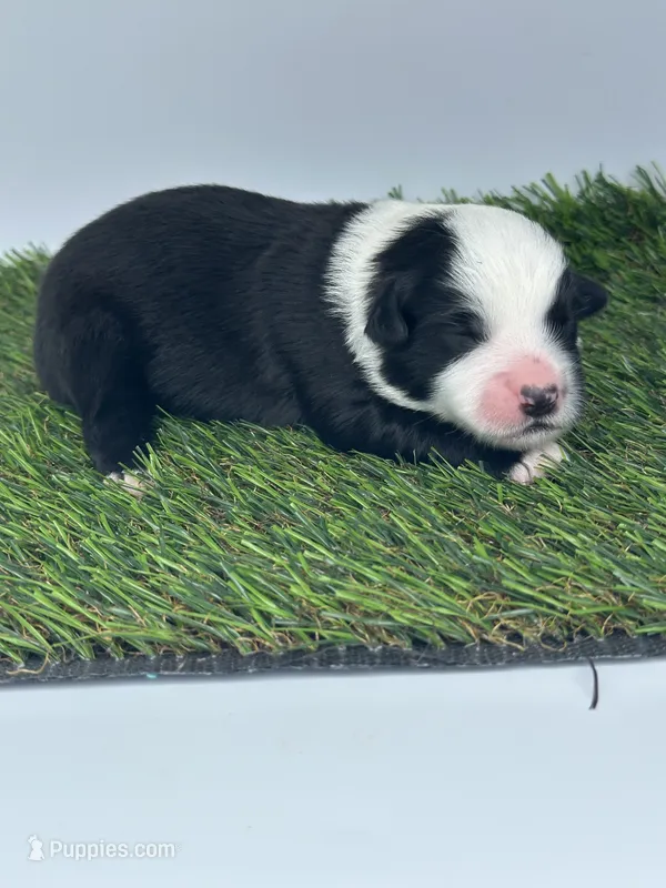 Black tri male – Miniature Australian Shepherd puppy for sale in Jacksonville, FL