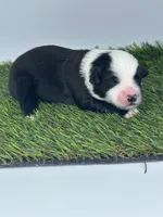 Black tri male, a male Miniature Australian Shepherd for sale in Jacksonville, FL – 1 of 2