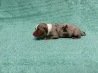 Toy Red Merle male, a male Toy Australian Shepherd for sale in Jacksonville, FL – 5 of 6