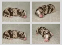 Red Merle male, a male Miniature Aussiedoodle for sale in Jacksonville, FL – 2 of 2