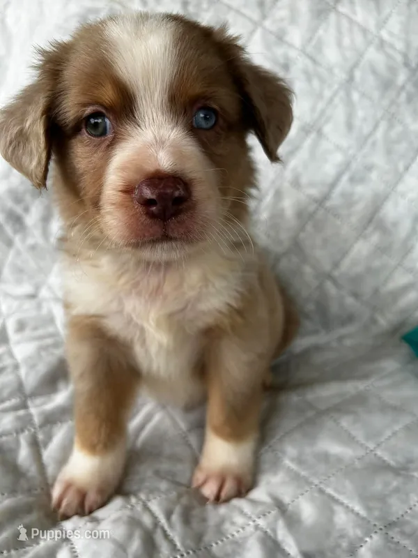 Red Merle male – Miniature Australian Shepherd puppy for sale in Jacksonville, FL