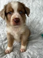 Red Merle male, a male Miniature Australian Shepherd for sale in Jacksonville, FL – 5 of 9
