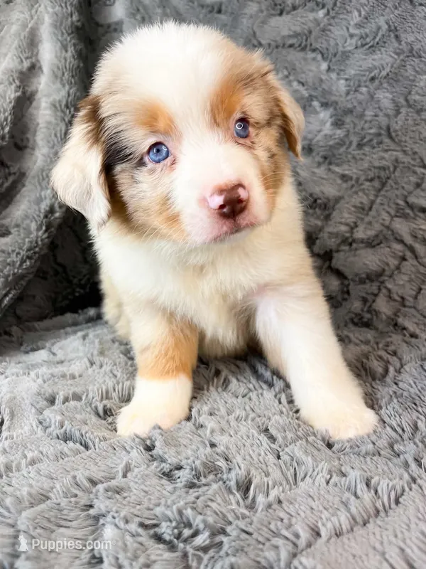 Red Merle male – Miniature Australian Shepherd puppy for sale in Jacksonville, FL