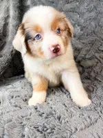 Red Merle male, a male Miniature Australian Shepherd for sale in Jacksonville, FL – 1 of 2