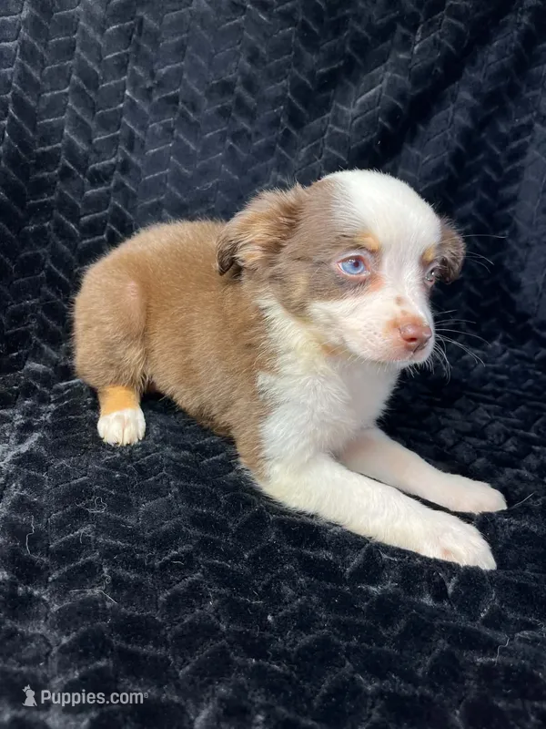 Red tri female – Miniature Australian Shepherd puppy for sale in Jacksonville, FL