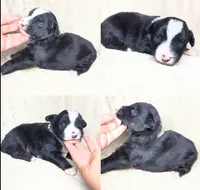 Black tri male, a male Miniature Australian Shepherd for sale in Jacksonville, FL – Photo 2 of 2