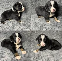 Black tri male, a male Miniature Australian Shepherd for sale in Jacksonville, FL – 8 of 10