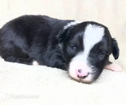 Black tri male – Miniature Australian Shepherd puppy for sale in Jacksonville, FL