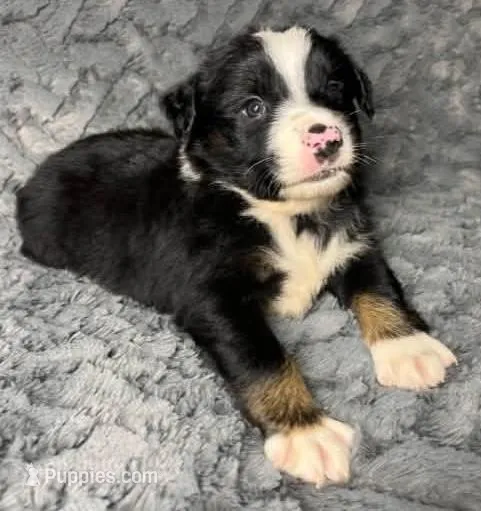 Black tri male – Miniature Australian Shepherd puppy for sale in Jacksonville, FL