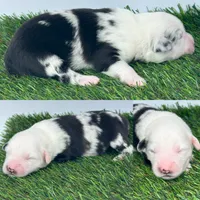 Blue Merle male, a male Miniature Australian Shepherd for sale in Jacksonville, FL – 2 of 2