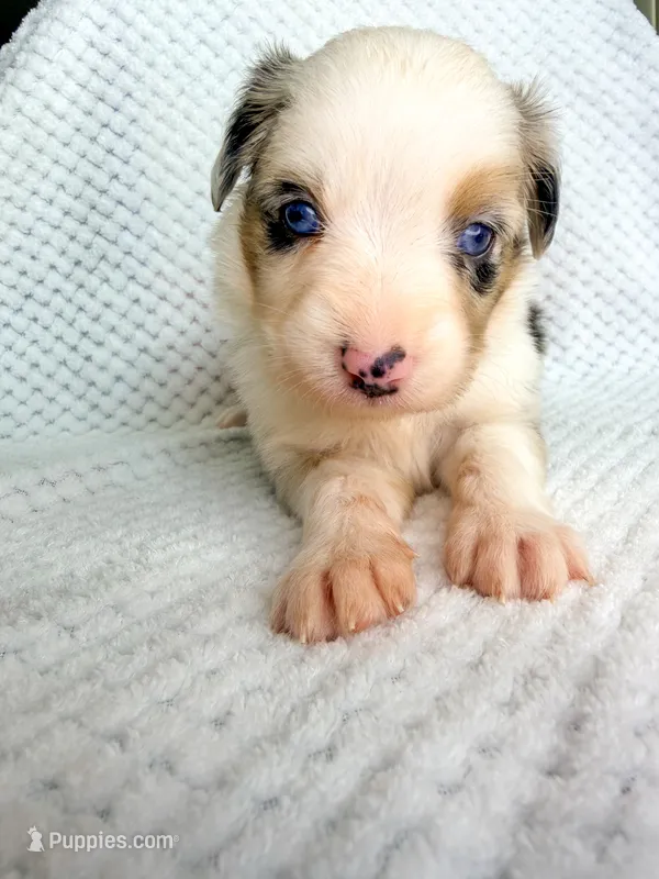 Blue Merle female  – Miniature Australian Shepherd puppy for sale in Jacksonville, FL