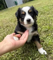 Black tri female , a female Miniature Australian Shepherd for sale in Jacksonville, FL – 1 of 2