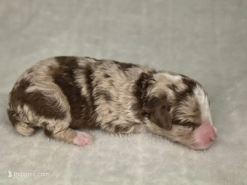 Red Merle male – Miniature Aussiedoodle puppy for sale in Jacksonville, FL