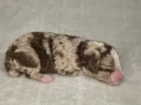 Red Merle male, a male Miniature Aussiedoodle for sale in Jacksonville, FL – 1 of 2