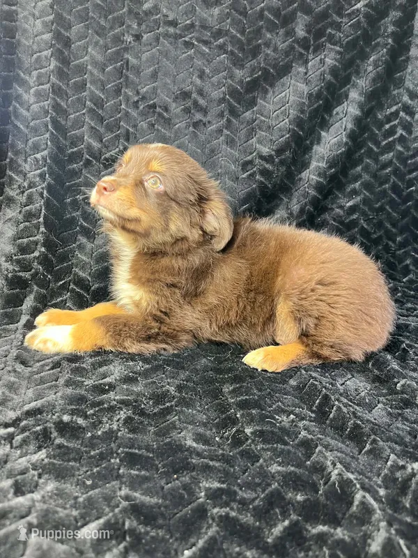 Red tri male – Miniature Australian Shepherd puppy for sale in Jacksonville, FL