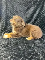 Red tri male, a male Miniature Australian Shepherd for sale in Jacksonville, FL – 5 of 8
