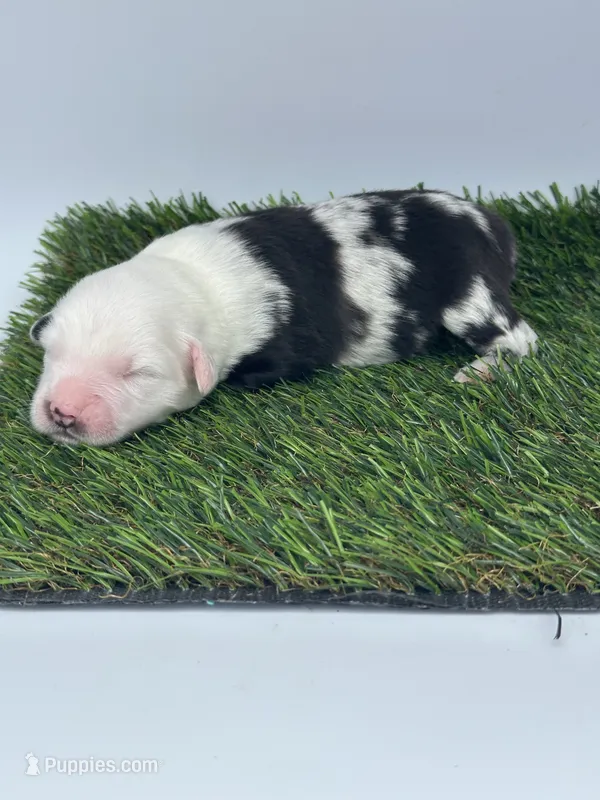 Blue Merle male – Miniature Australian Shepherd puppy for sale in Jacksonville, FL