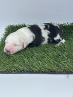 Blue Merle male, a male Miniature Australian Shepherd for sale in Jacksonville, FL – 1 of 2