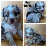 Red Merle male, a male Miniature Australian Shepherd for sale in Jacksonville, FL – 2 of 2