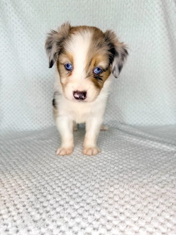 Blue Merle male – Miniature Australian Shepherd puppy for sale in Jacksonville, FL