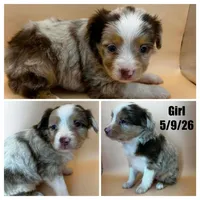 Red Merle female, a female Miniature Australian Shepherd for sale in Jacksonville, FL – 2 of 2