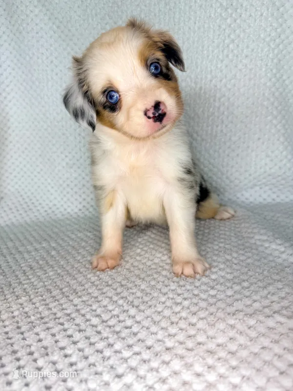 Blue Merle female  – Miniature Australian Shepherd puppy for sale in Jacksonville, FL