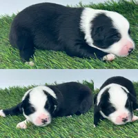 Black tri male, a male Miniature Australian Shepherd for sale in Jacksonville, FL – 2 of 2