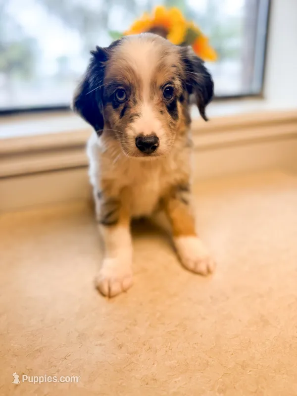 Blue Merle male – Miniature Australian Shepherd puppy for sale in Jacksonville, FL