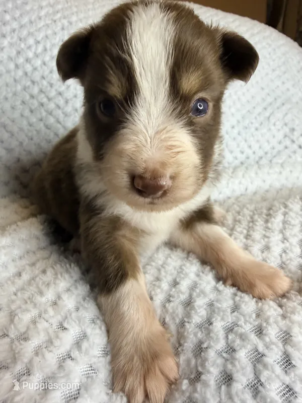 Red tri male  – Toy Australian Shepherd puppy for sale in Jacksonville, FL