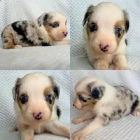 Blue Merle female , a female Miniature Australian Shepherd for sale in Jacksonville, FL – 4 of 8