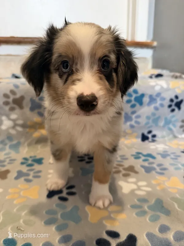 Blue Merle male – Miniature Australian Shepherd puppy for sale in Jacksonville, FL