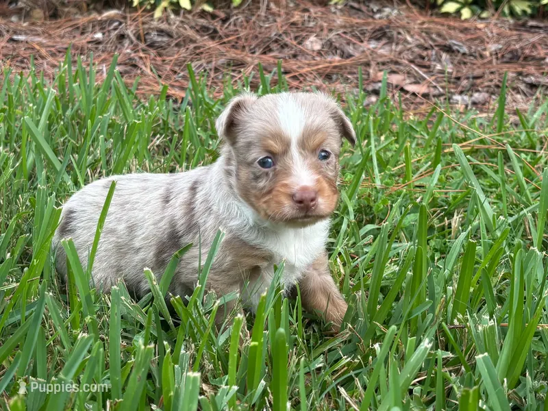 Toy Red Merle male – Toy Australian Shepherd puppy for sale in Jacksonville, FL