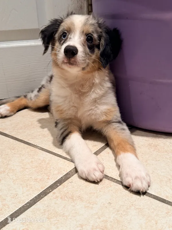 Blue Merle male – Miniature Australian Shepherd puppy for sale in Jacksonville, FL