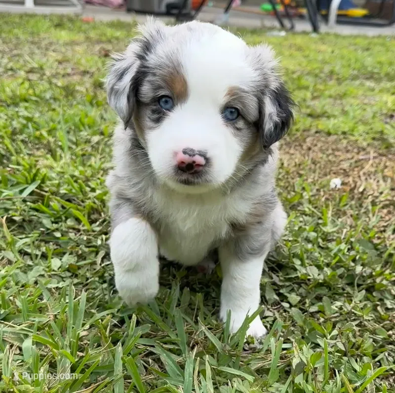 Blue Merle male – Miniature Australian Shepherd puppy for sale in Jacksonville, FL