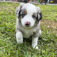Blue Merle male, a male Miniature Australian Shepherd for sale in Jacksonville, FL – 1 of 2