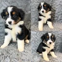 Black tri female, a female Miniature Australian Shepherd for sale in Jacksonville, FL – 2 of 2