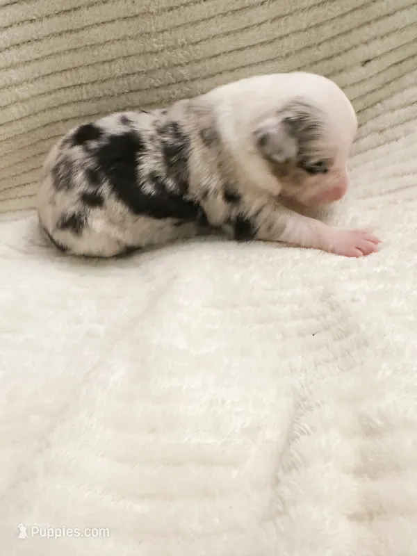 Blue Merle female  – Miniature Australian Shepherd puppy for sale in Jacksonville, FL