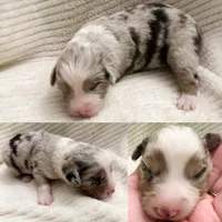 Blue Merle male, a male Miniature Australian Shepherd for sale in Jacksonville, FL – 6 of 8