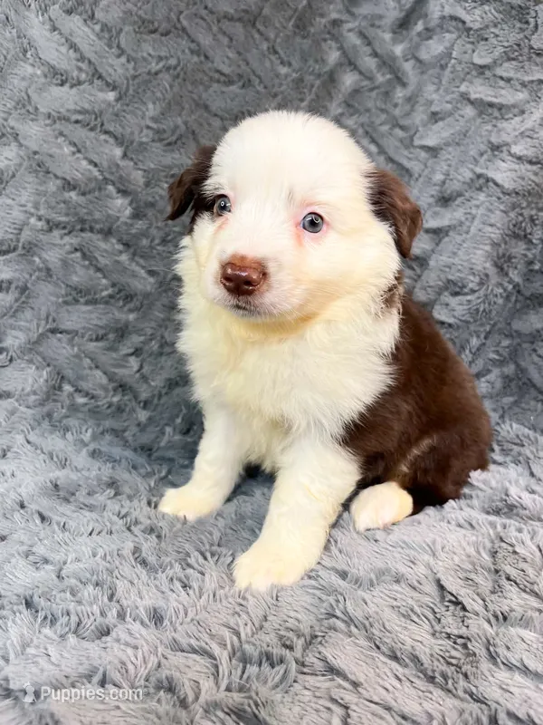 Red tri male – Miniature Australian Shepherd puppy for sale in Jacksonville, FL