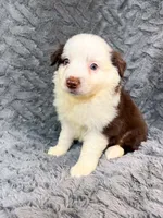 Red tri male, a male Miniature Australian Shepherd for sale in Jacksonville, FL – 1 of 2