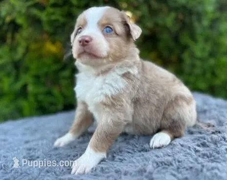 Red Merle male – Miniature Australian Shepherd puppy for sale in Jacksonville, FL