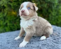 Red Merle male, a male Miniature Australian Shepherd for sale in Jacksonville, FL – 6 of 9