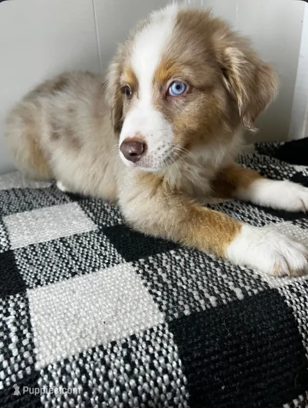 Red Merle male – Miniature Australian Shepherd puppy for sale in Jacksonville, FL