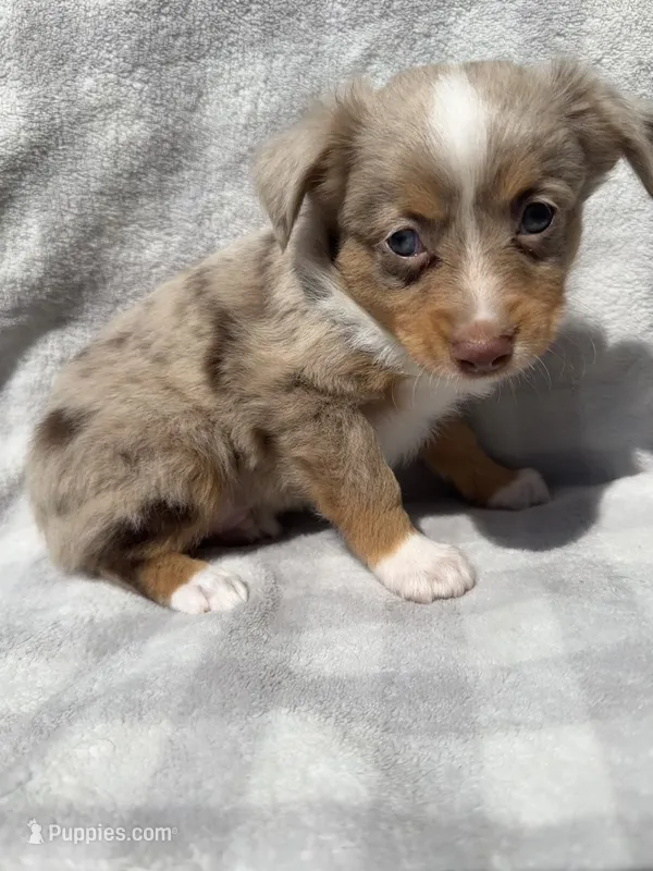 Toy Red Merle male – Toy Australian Shepherd puppy for sale in Jacksonville, FL