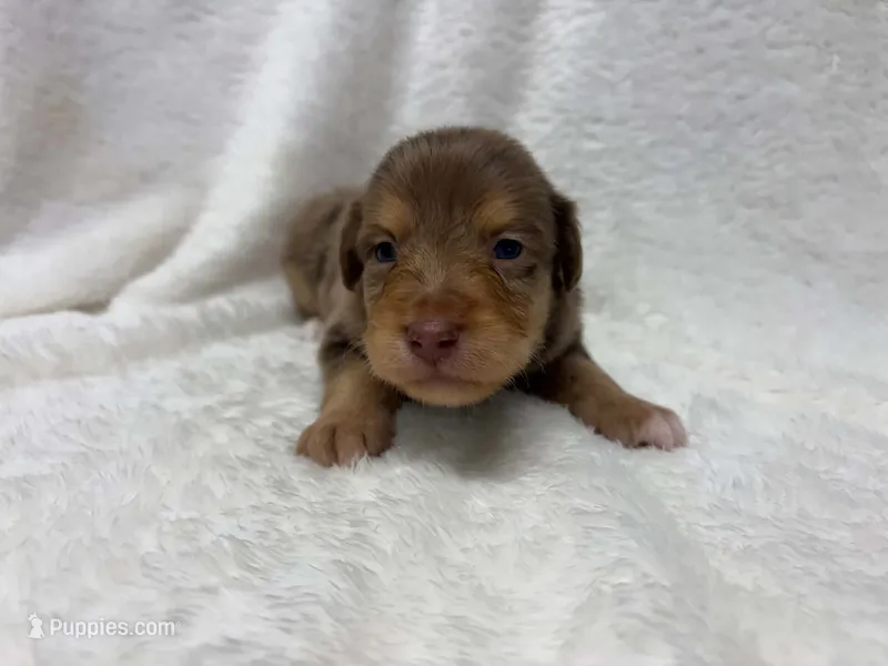 Red Merle male – Toy Australian Shepherd puppy for sale in Jacksonville, FL