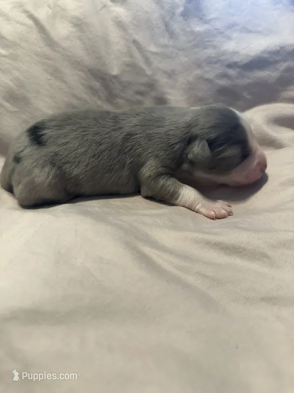 Blue Merle male – Miniature Australian Shepherd puppy for sale in Jacksonville, FL